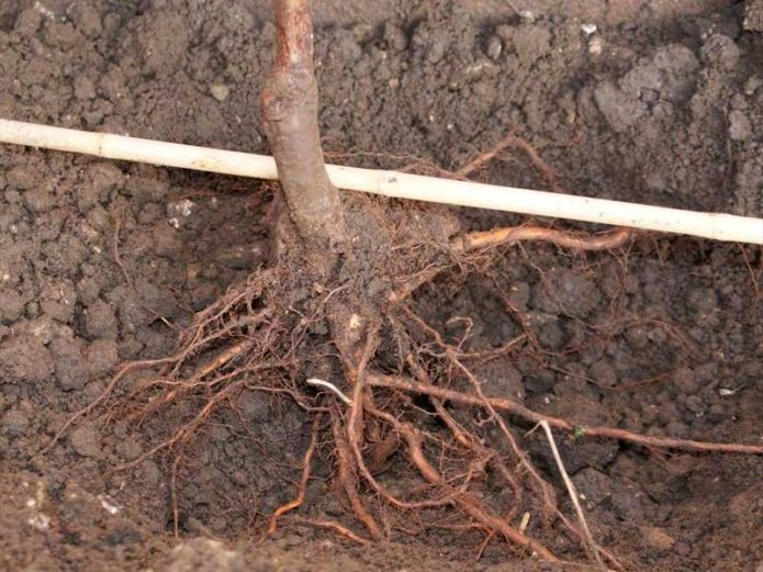 Seedling roots in the planting hole