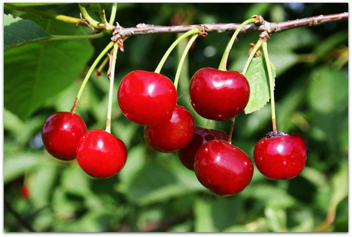 frosty dessert cherry