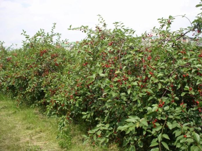 Planting Cherry Dessert Morozova