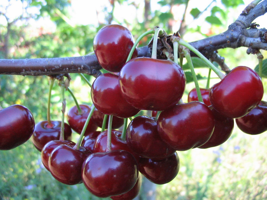 Duke variety Nochka: we grow sweet and large cherries