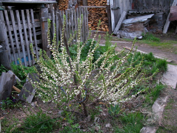 Bessey cherry bush