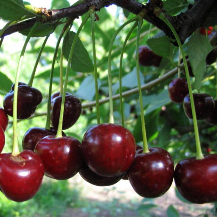 Cherry varieties Vladimirskaya