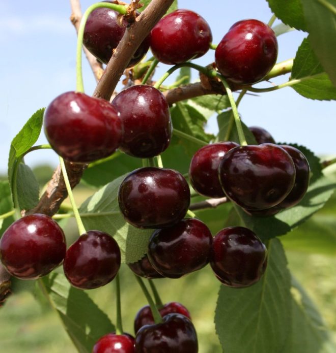 Cherry varieties Zhukovskaya