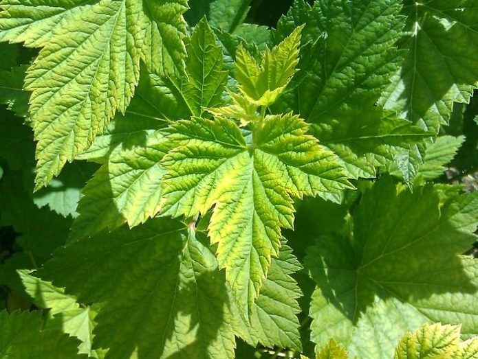 Currant leaves