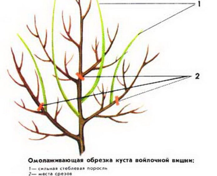 Cherry pruning scheme