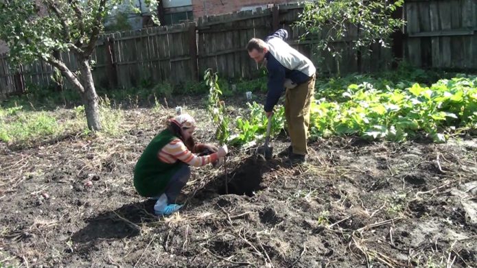 Planting cherries