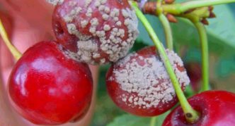 Gray rot on cherry berries