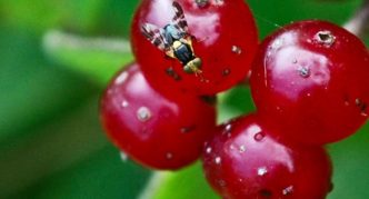 Cherry fly on a cherry