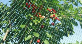 Sweet cherries in a grid