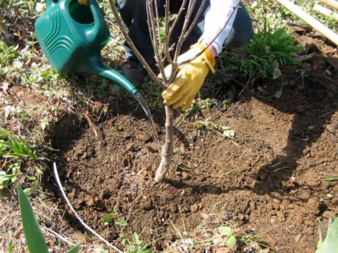 Watering cherries