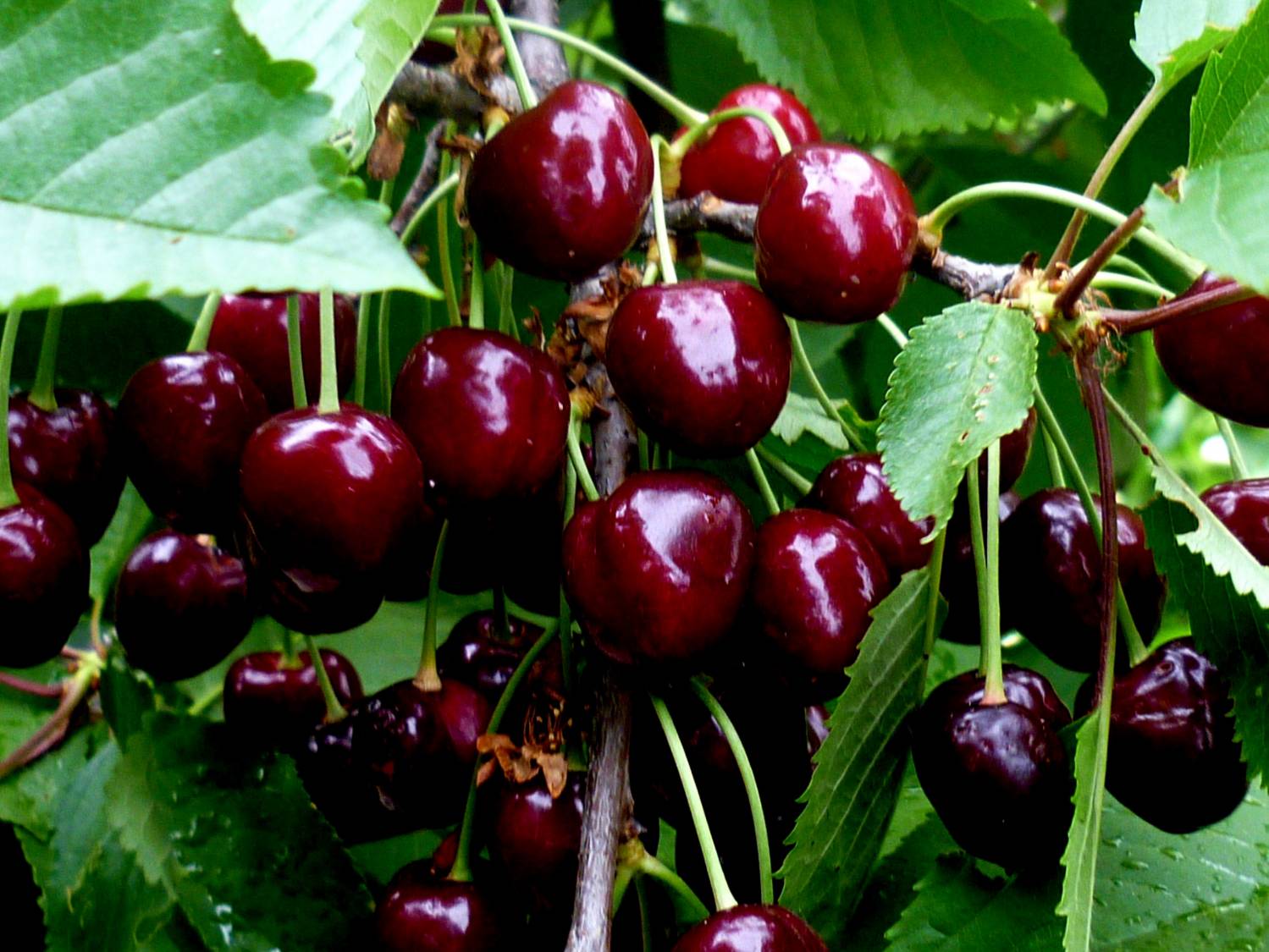 Cherry Tyutchevka - a garden beauty with healthy and tasty fruits