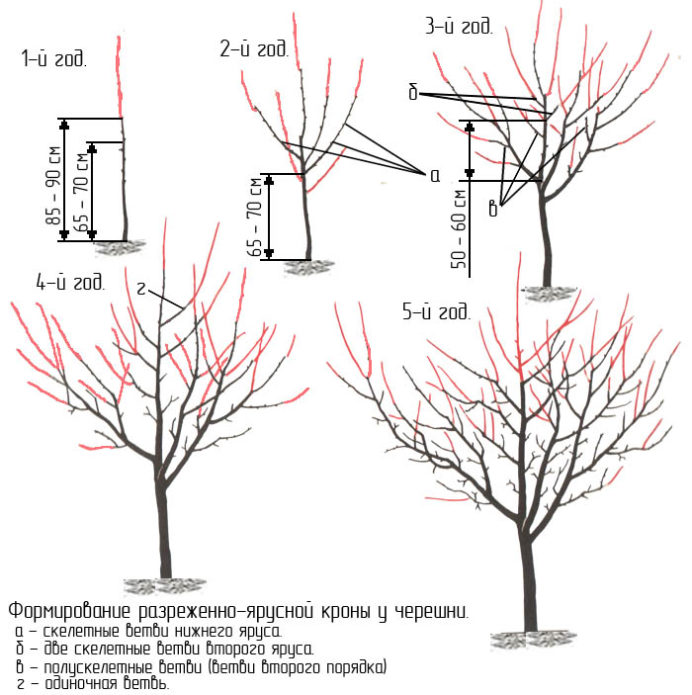 Cherry crown formation