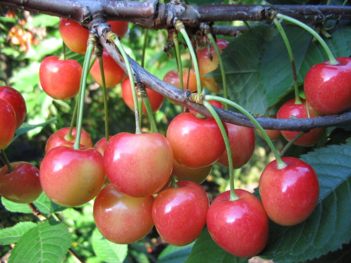 Sweet cherry varieties Fatezh