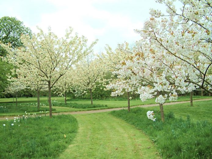 Blooming cherries