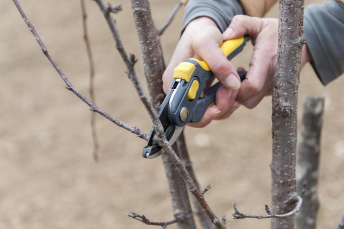 Cherry pruning