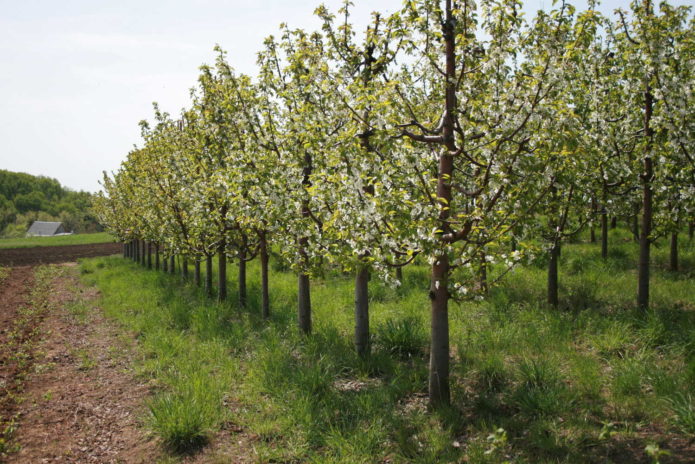 Cherry planting