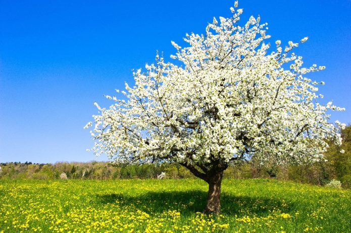 Cherries on a sunny meadow