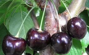 Cherry variety Leningradskaya black