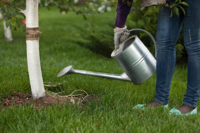 Watering trees