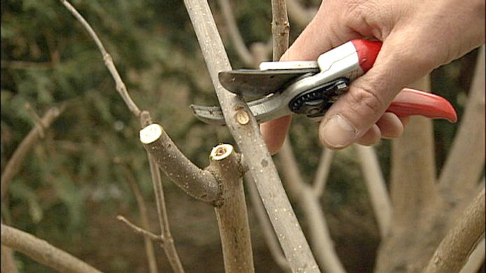 Pruning branches