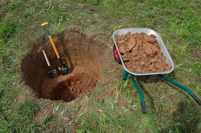 Planting pit for cherries