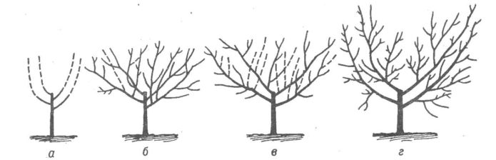 The scheme of the formation of a sweet cherry bush