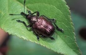 Weevil