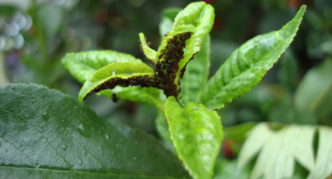 Cherry aphid