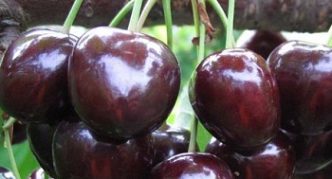 Sweet cherry varieties Melitopol large-fruited