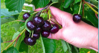 Sweet cherry varieties Bull heart