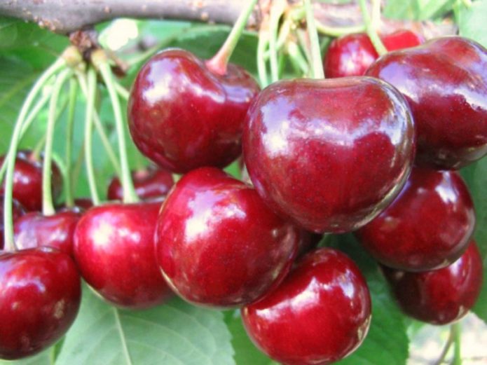 Cherry fruits Large-fruited