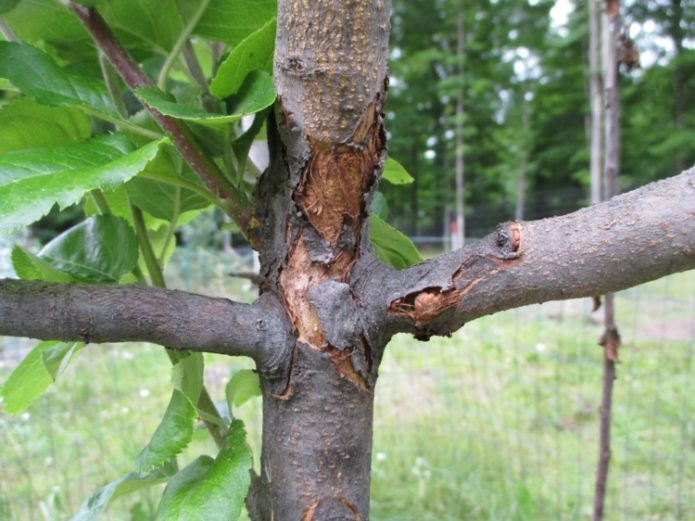 Sunburn on a tree trunk