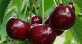 Sweet cherry fruits of the Surprise variety