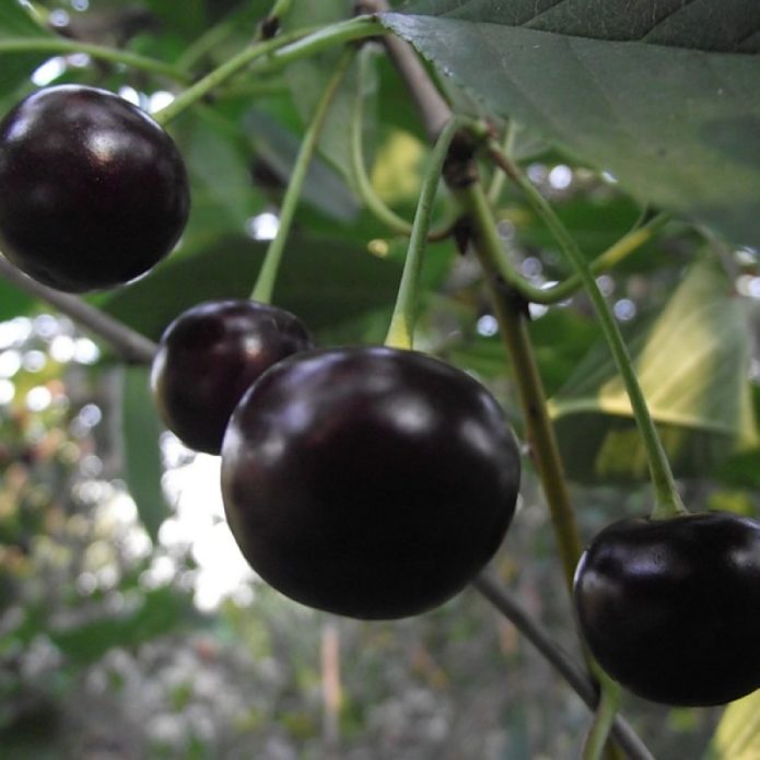 Cherry varieties Pamyat Voronchikhina