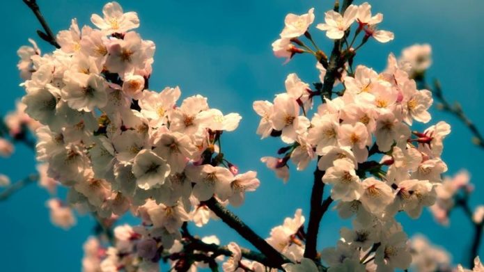 Blooming cherry branch