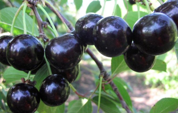 Cherry branch with ripe fruits