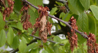 Leaves dried from moniliosis