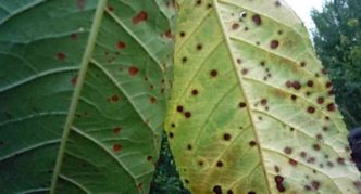 Leaves affected by clasterosporium