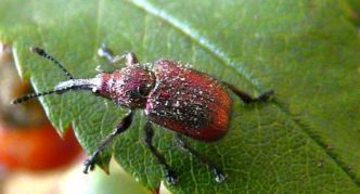 Weevil on a cherry