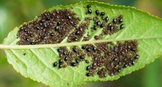 Aphids on a cherry leaf