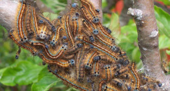 Ringed silkworm infect cherry buds