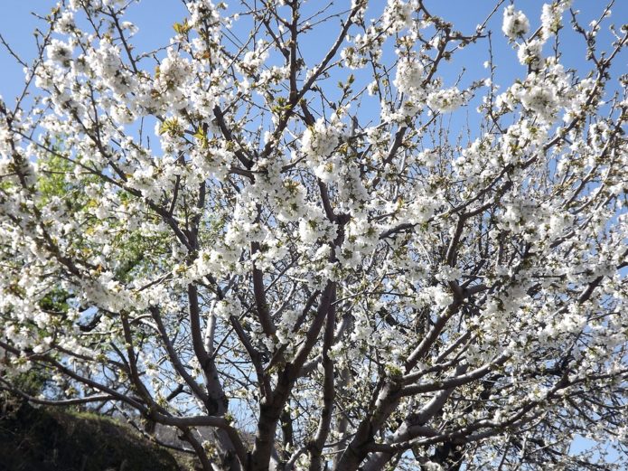 Blooming cherry tree