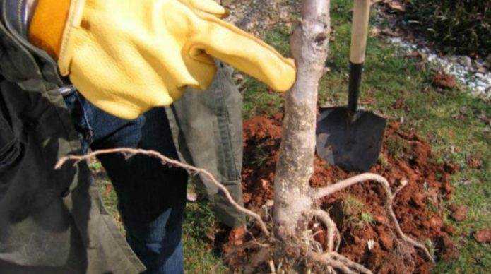 Grafting site on a cherry seedling