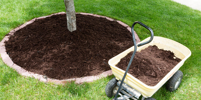 Mulching the soil after planting