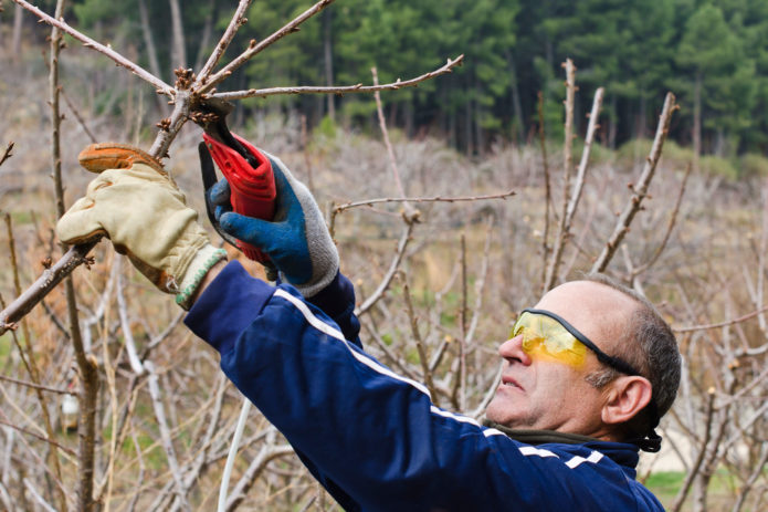 Cherry pruning