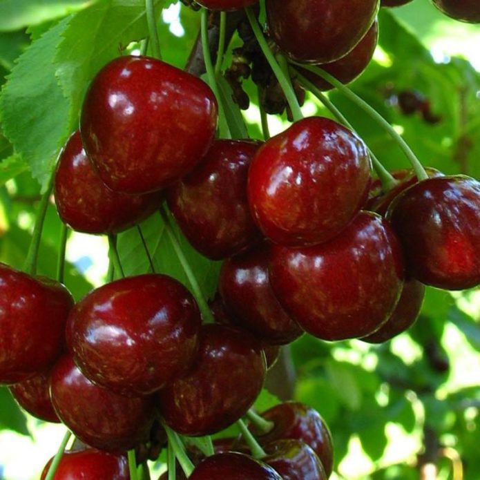 Regina cherry berries on a branch