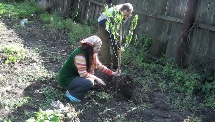 Planting cherries