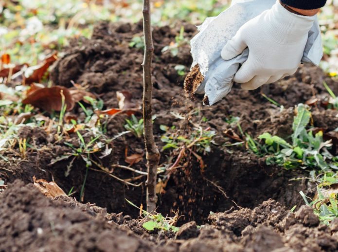 Planting a seedling