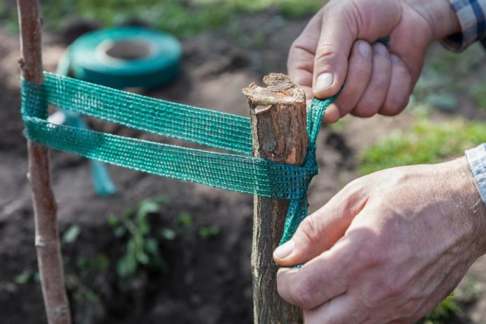 Sapling garter to support