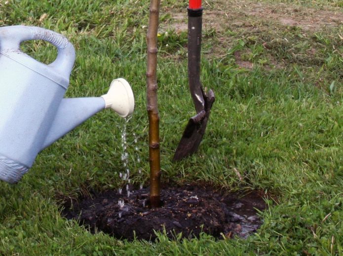 Watering a seedling from a watering can